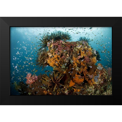 Indonesia, Papua Reef scenic with coral and fish Black Modern Wood Framed Art Print by Shimlock, Jones