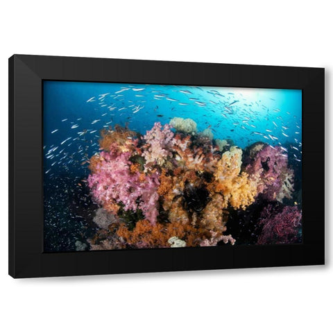 Indonesia, Papua Reef scenic with coral and fish Black Modern Wood Framed Art Print by Shimlock, Jones