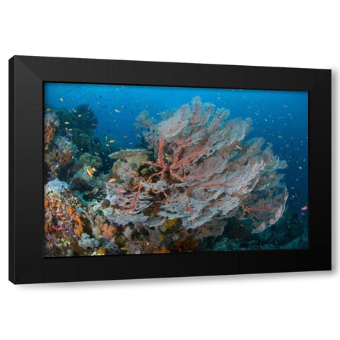 Indonesia, Papua Reef with large seafan and Fish Black Modern Wood Framed Art Print with Double Matting by Shimlock, Jones
