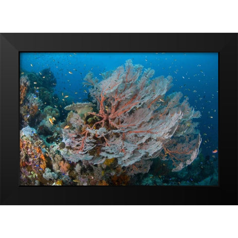 Indonesia, Papua Reef with large seafan and Fish Black Modern Wood Framed Art Print by Shimlock, Jones