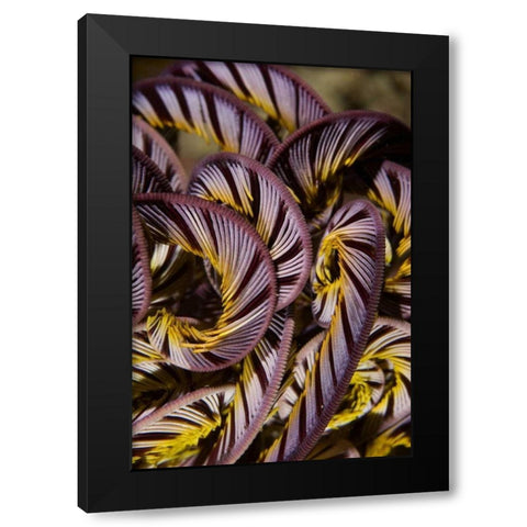 Indonesia, Misool Island Detail of a crinoid Black Modern Wood Framed Art Print by Shimlock, Jones