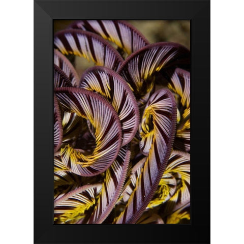 Indonesia, Misool Island Detail of a crinoid Black Modern Wood Framed Art Print by Shimlock, Jones