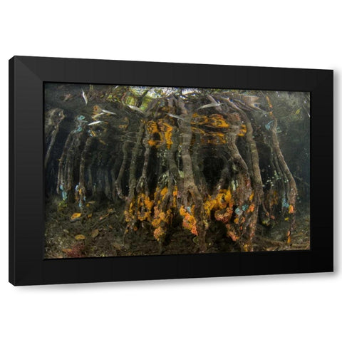 Indonesia, Misool Islands Coral on mangroves Black Modern Wood Framed Art Print with Double Matting by Shimlock, Jones