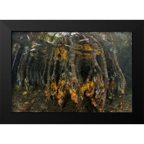 Indonesia, Misool Islands Coral on mangroves Black Modern Wood Framed Art Print by Shimlock, Jones