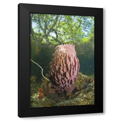 Indonesia, Misool Isl Barrel spong in mangrove Black Modern Wood Framed Art Print by Shimlock, Jones