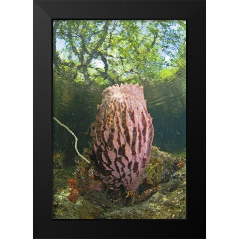 Indonesia, Misool Isl Barrel spong in mangrove Black Modern Wood Framed Art Print by Shimlock, Jones