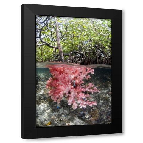 Indonesia, Misool Islands Coral amid mangroves Black Modern Wood Framed Art Print with Double Matting by Shimlock, Jones
