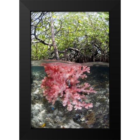 Indonesia, Misool Islands Coral amid mangroves Black Modern Wood Framed Art Print by Shimlock, Jones
