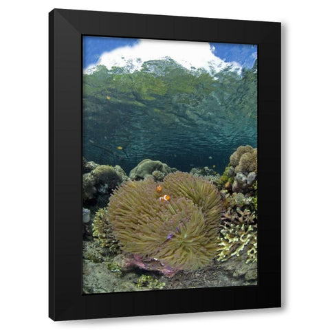 Indonesia Coral grows near surface in mangrove Black Modern Wood Framed Art Print with Double Matting by Shimlock, Jones