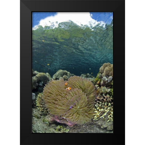 Indonesia Coral grows near surface in mangrove Black Modern Wood Framed Art Print by Shimlock, Jones
