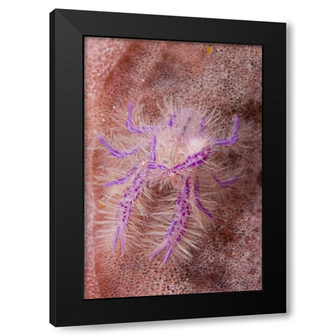 Indonesia Squat lobster and barrel sponges Black Modern Wood Framed Art Print by Shimlock, Jones