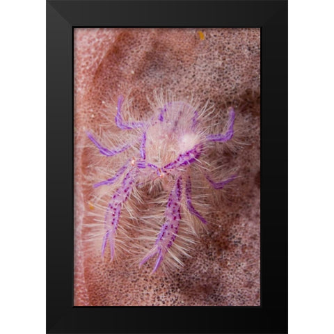 Indonesia Squat lobster and barrel sponges Black Modern Wood Framed Art Print by Shimlock, Jones