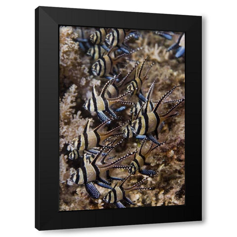 Indonesia, Sulawesi, Banggai cardinalfish Black Modern Wood Framed Art Print with Double Matting by Shimlock, Jones