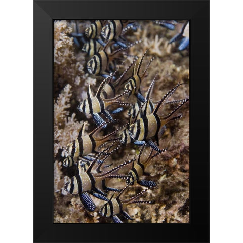 Indonesia, Sulawesi, Banggai cardinalfish Black Modern Wood Framed Art Print by Shimlock, Jones
