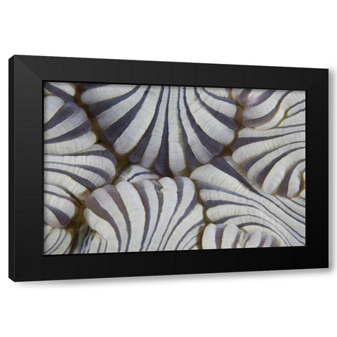 Indonesia, Lembeh Straits Sea anemone mouth Black Modern Wood Framed Art Print with Double Matting by Shimlock, Jones