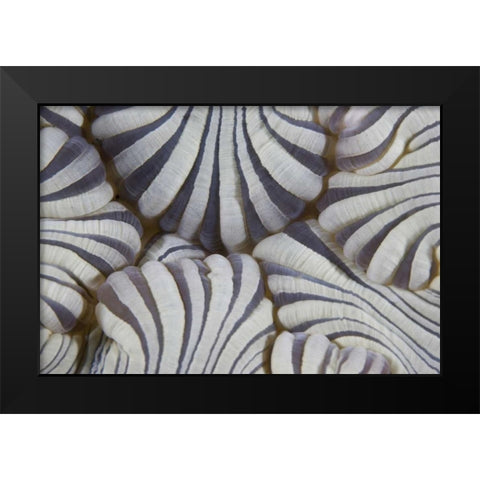 Indonesia, Lembeh Straits Sea anemone mouth Black Modern Wood Framed Art Print by Shimlock, Jones