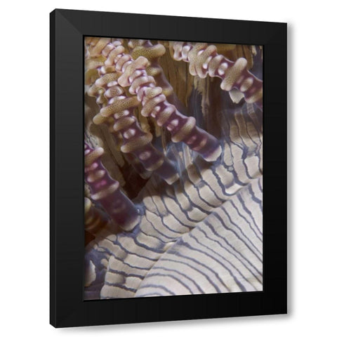 Indonesia, Ringed tentacles of an anemone Black Modern Wood Framed Art Print by Shimlock, Jones