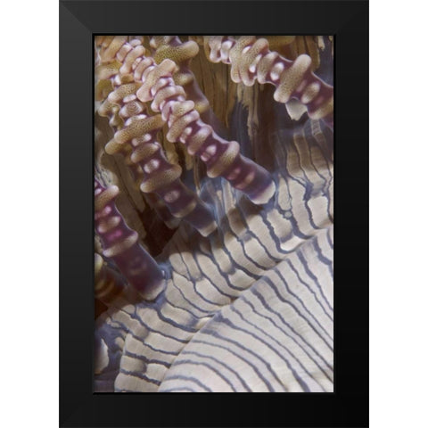 Indonesia, Ringed tentacles of an anemone Black Modern Wood Framed Art Print by Shimlock, Jones