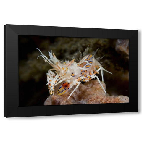 Indonesia, Sulawesi Island Tiny tiger shrimp Black Modern Wood Framed Art Print with Double Matting by Shimlock, Jones