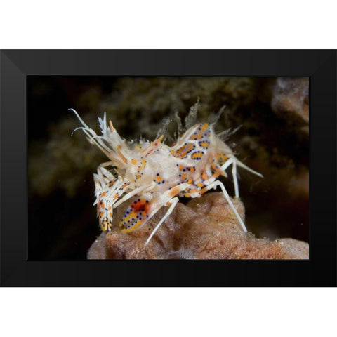 Indonesia, Sulawesi Island Tiny tiger shrimp Black Modern Wood Framed Art Print by Shimlock, Jones