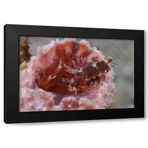 Indonesia Zebra fish atop a tube sponge Black Modern Wood Framed Art Print with Double Matting by Shimlock, Jones