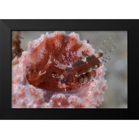 Indonesia Zebra fish atop a tube sponge Black Modern Wood Framed Art Print by Shimlock, Jones