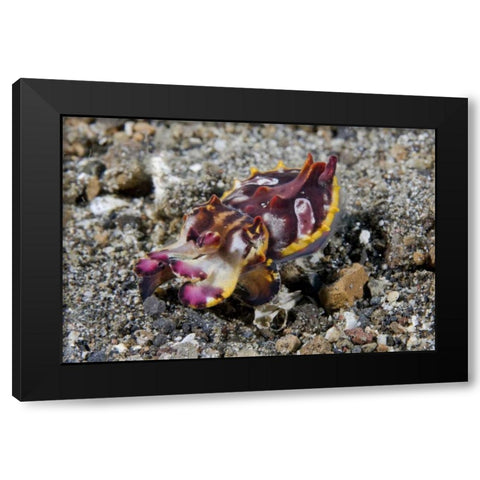 Indonesia, A Pfeffers flamboyant cuttlefish Black Modern Wood Framed Art Print with Double Matting by Shimlock, Jones