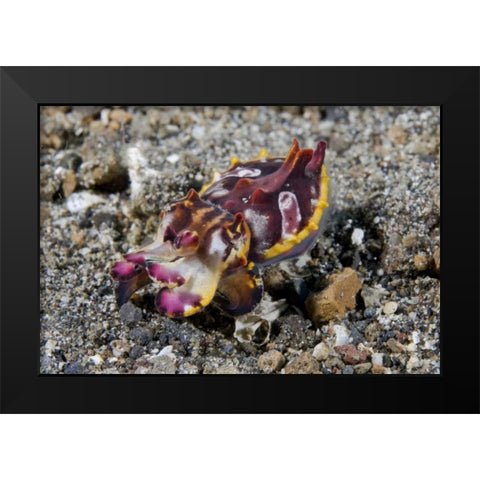 Indonesia, A Pfeffers flamboyant cuttlefish Black Modern Wood Framed Art Print by Shimlock, Jones
