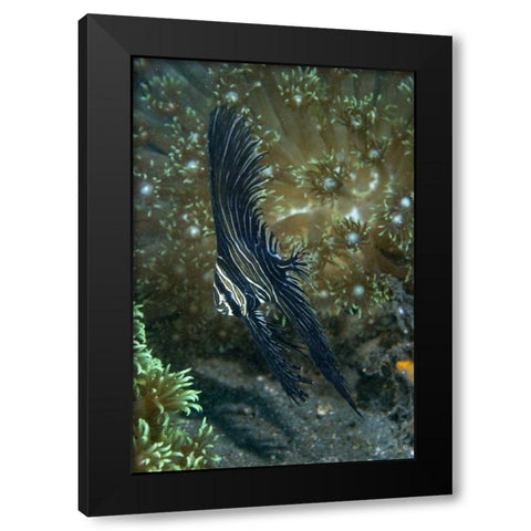 Indonesia Sulawesi Isl, Zebra batfish amid coral Black Modern Wood Framed Art Print with Double Matting by Shimlock, Jones