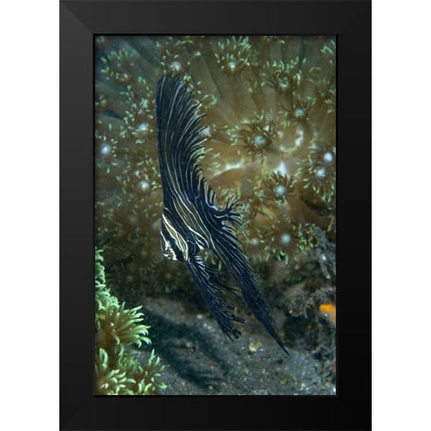 Indonesia Sulawesi Isl, Zebra batfish amid coral Black Modern Wood Framed Art Print by Shimlock, Jones