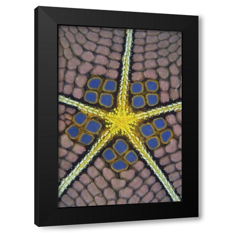 Indonesia, Sulawesi Isl Pentagon sea star Black Modern Wood Framed Art Print with Double Matting by Shimlock, Jones