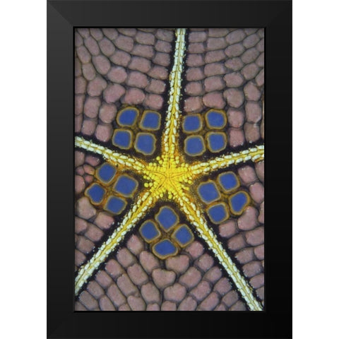 Indonesia, Sulawesi Isl Pentagon sea star Black Modern Wood Framed Art Print by Shimlock, Jones
