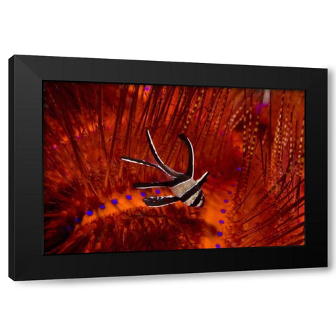 Indonesia, Sulawesi A banggai cardinalfish Black Modern Wood Framed Art Print by Shimlock, Jones