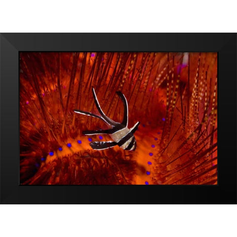 Indonesia, Sulawesi A banggai cardinalfish Black Modern Wood Framed Art Print by Shimlock, Jones