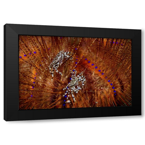 Indonesia Zebra crabs on sea urchins Black Modern Wood Framed Art Print with Double Matting by Shimlock, Jones