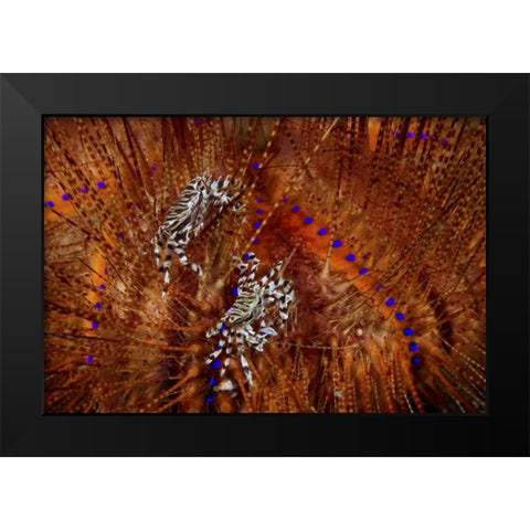 Indonesia Zebra crabs on sea urchins Black Modern Wood Framed Art Print by Shimlock, Jones