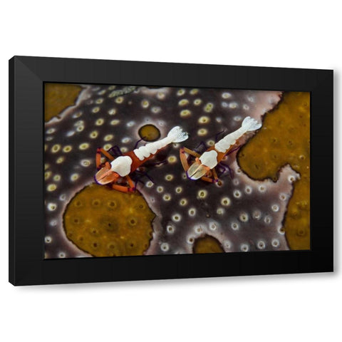 Indonesia Imperial shrimps on a sea cucumber Black Modern Wood Framed Art Print by Shimlock, Jones
