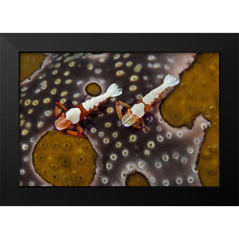 Indonesia Imperial shrimps on a sea cucumber Black Modern Wood Framed Art Print by Shimlock, Jones