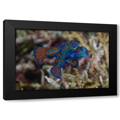 Indonesia, Sulawesi Island Mandarinfish mating Black Modern Wood Framed Art Print with Double Matting by Shimlock, Jones