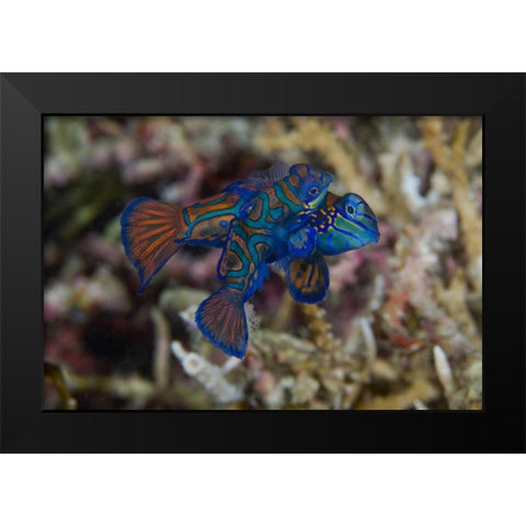 Indonesia, Sulawesi Island Mandarinfish mating Black Modern Wood Framed Art Print by Shimlock, Jones