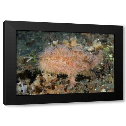 Indonesia, Lembeh Straits An anglerfish profile Black Modern Wood Framed Art Print by Shimlock, Jones