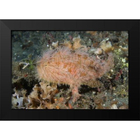 Indonesia, Lembeh Straits An anglerfish profile Black Modern Wood Framed Art Print by Shimlock, Jones