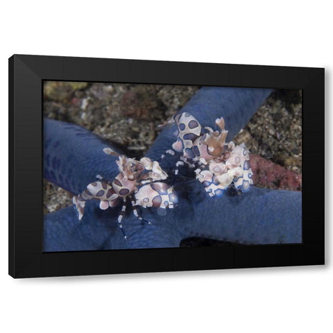 Indonesia, Lembeh Straits Harlequin shrimp Black Modern Wood Framed Art Print with Double Matting by Shimlock, Jones