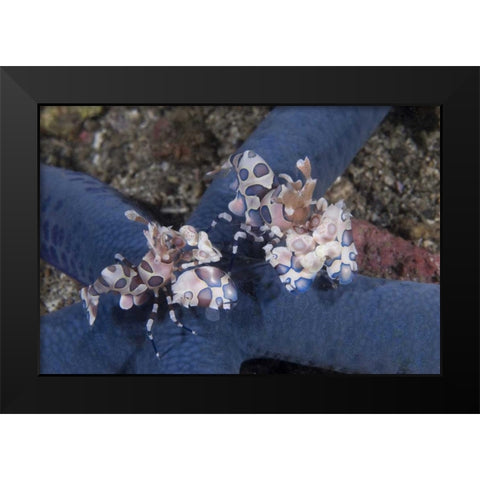 Indonesia, Lembeh Straits Harlequin shrimp Black Modern Wood Framed Art Print by Shimlock, Jones