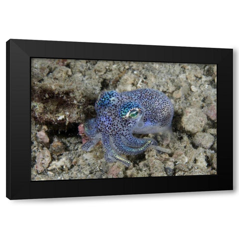 Indonesia Bobtail squid burrows into sea floor Black Modern Wood Framed Art Print with Double Matting by Shimlock, Jones
