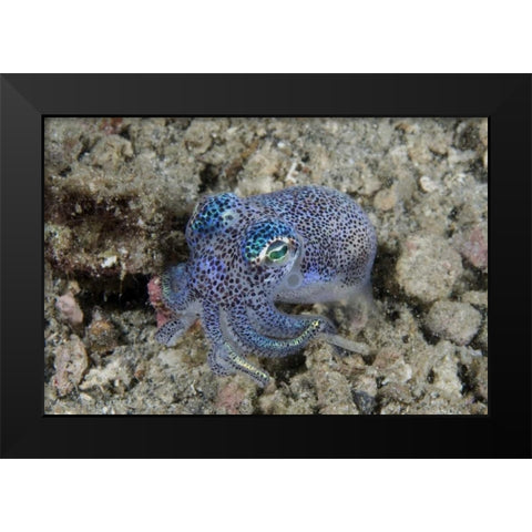 Indonesia Bobtail squid burrows into sea floor Black Modern Wood Framed Art Print by Shimlock, Jones