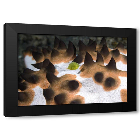 Indonesia, Green juvenile surgeonfish hides Black Modern Wood Framed Art Print with Double Matting by Shimlock, Jones