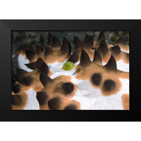 Indonesia, Green juvenile surgeonfish hides Black Modern Wood Framed Art Print by Shimlock, Jones