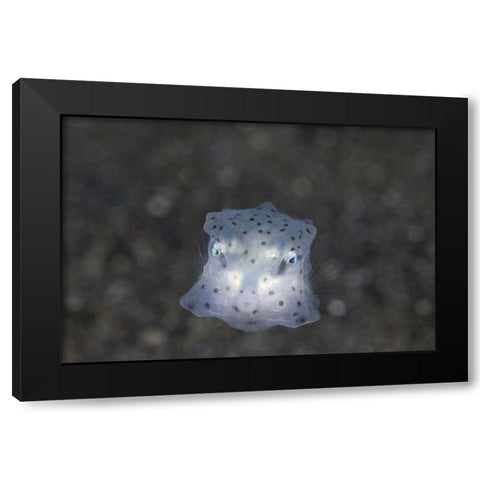 Indonesia, Sulawesi Island, Juvenile boxfish Black Modern Wood Framed Art Print with Double Matting by Shimlock, Jones