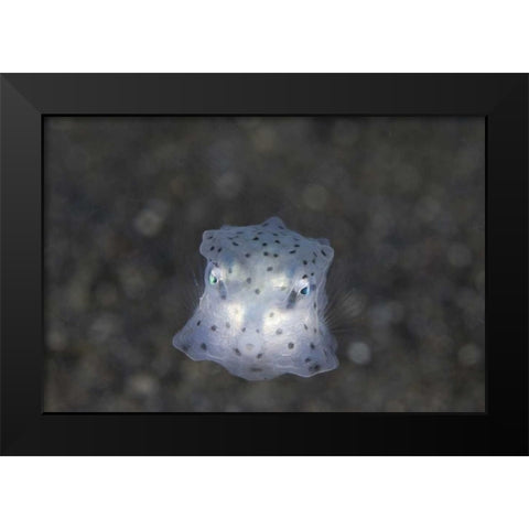Indonesia, Sulawesi Island, Juvenile boxfish Black Modern Wood Framed Art Print by Shimlock, Jones